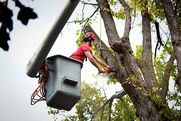 Professional Tree Removal and Landscaping Services in Venice, FL